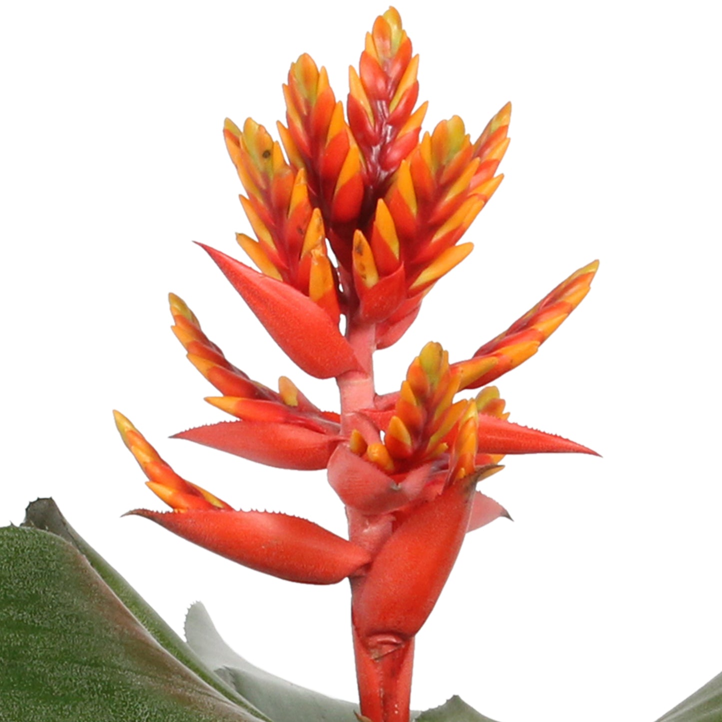 Aechmea Pepita Elegant Flames single pot "BigBag"