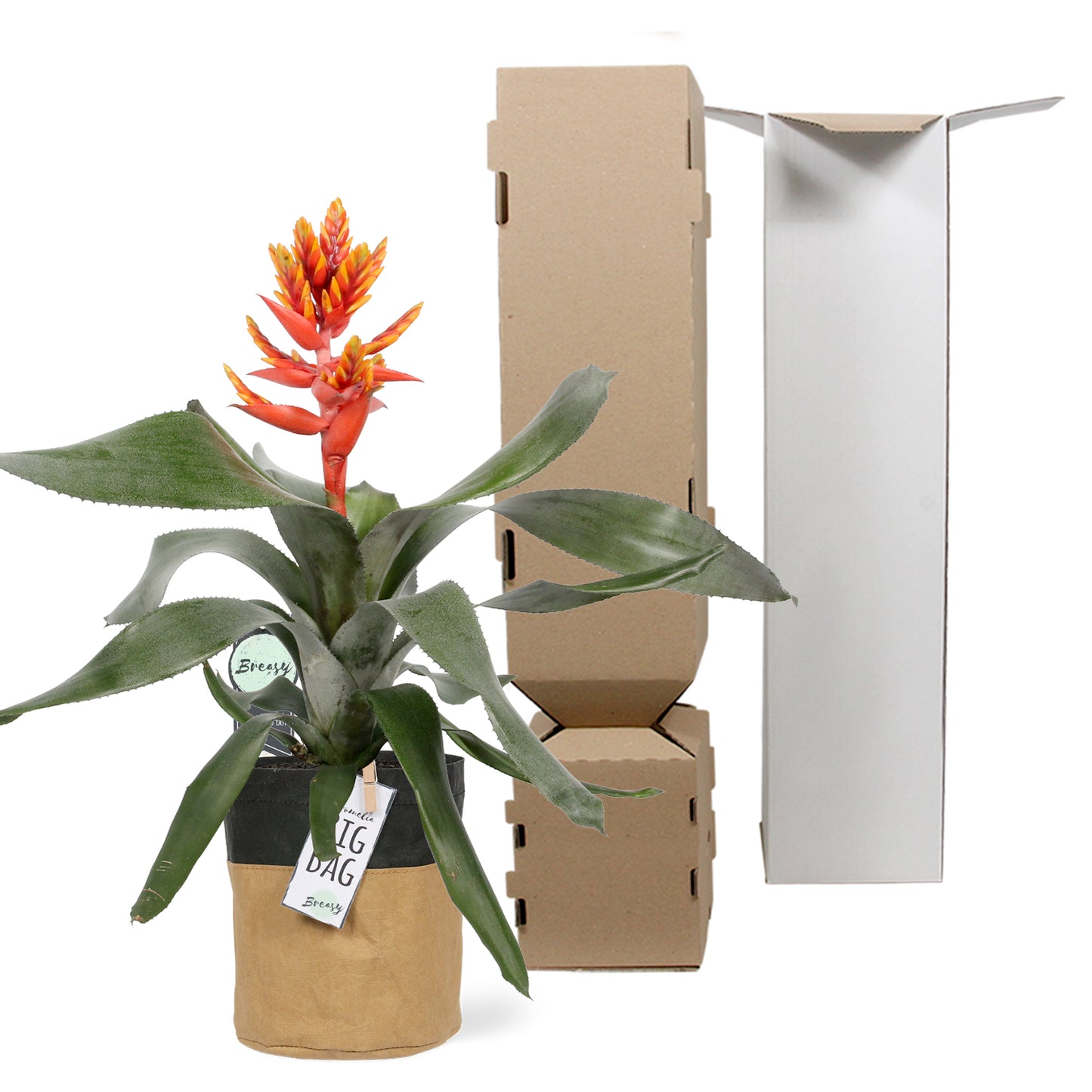 Aechmea Pepita Elegant Flames single pot "BigBag"