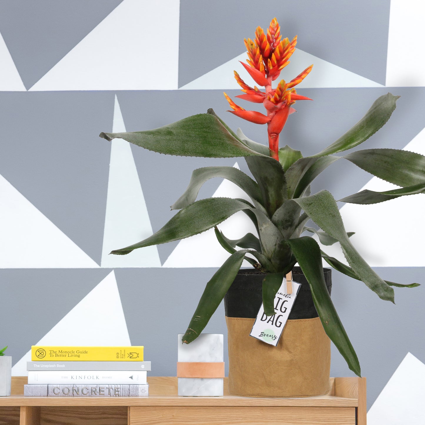 Aechmea Pepita Elegant Flames single pot "BigBag"