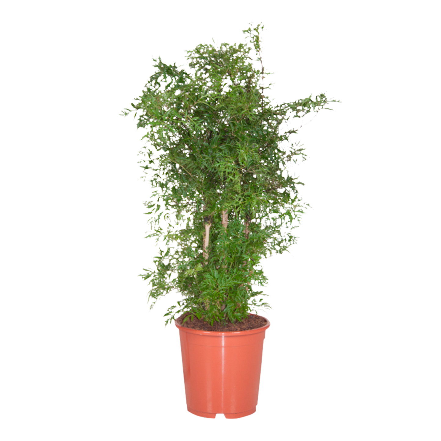 Polyscias Ming