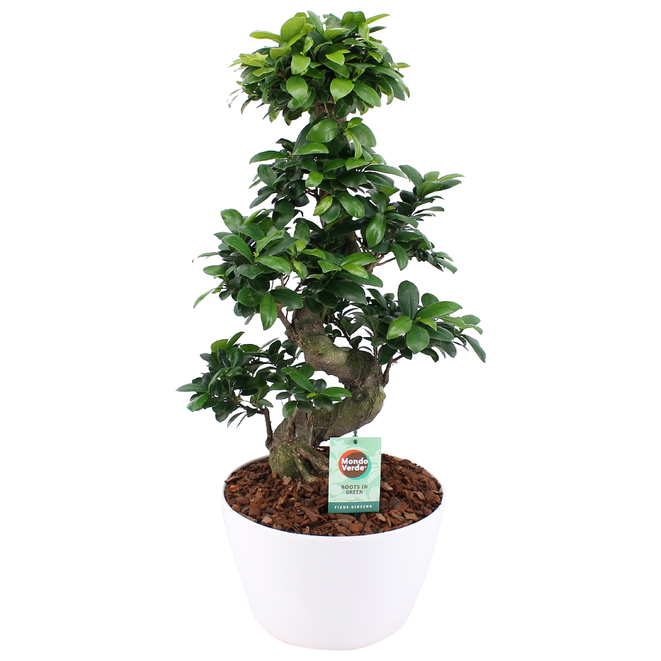 Ficus Gin Seng Bonsai met Wit Keramiek