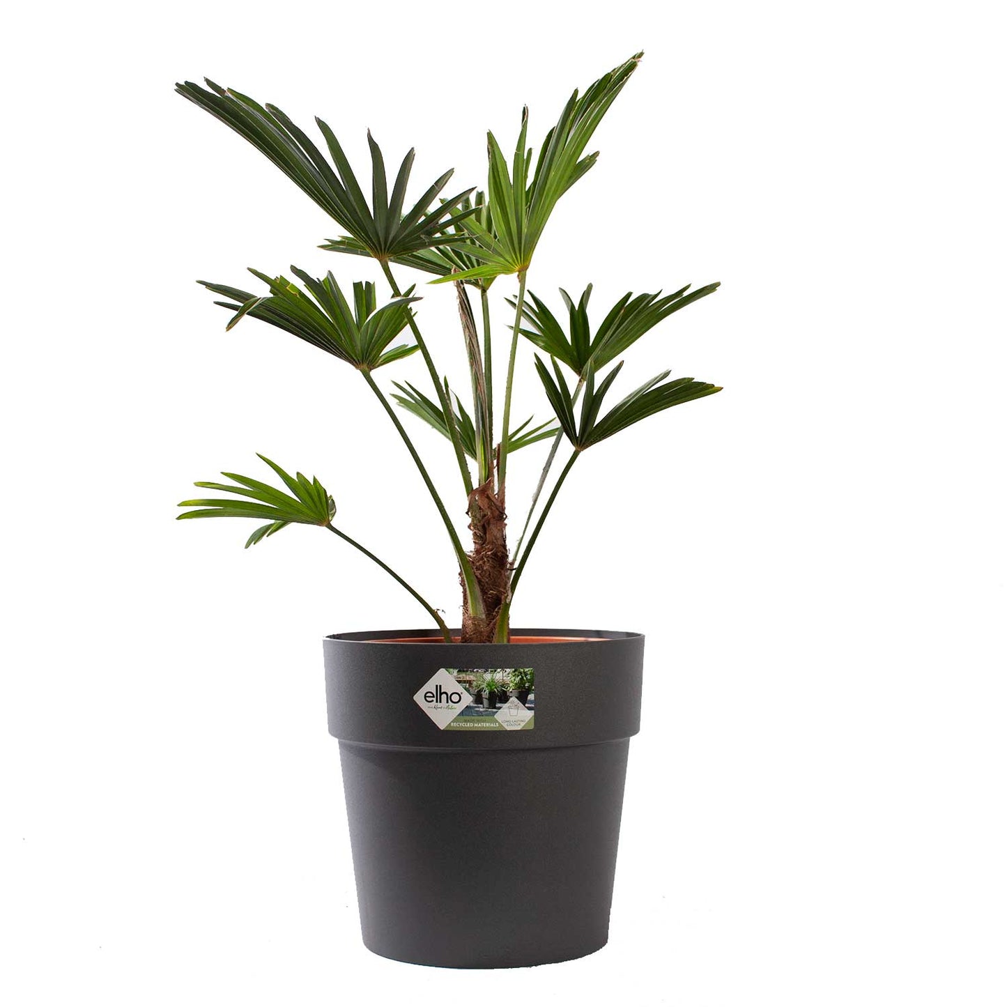 Trachycarpus Wagneriana met pot
