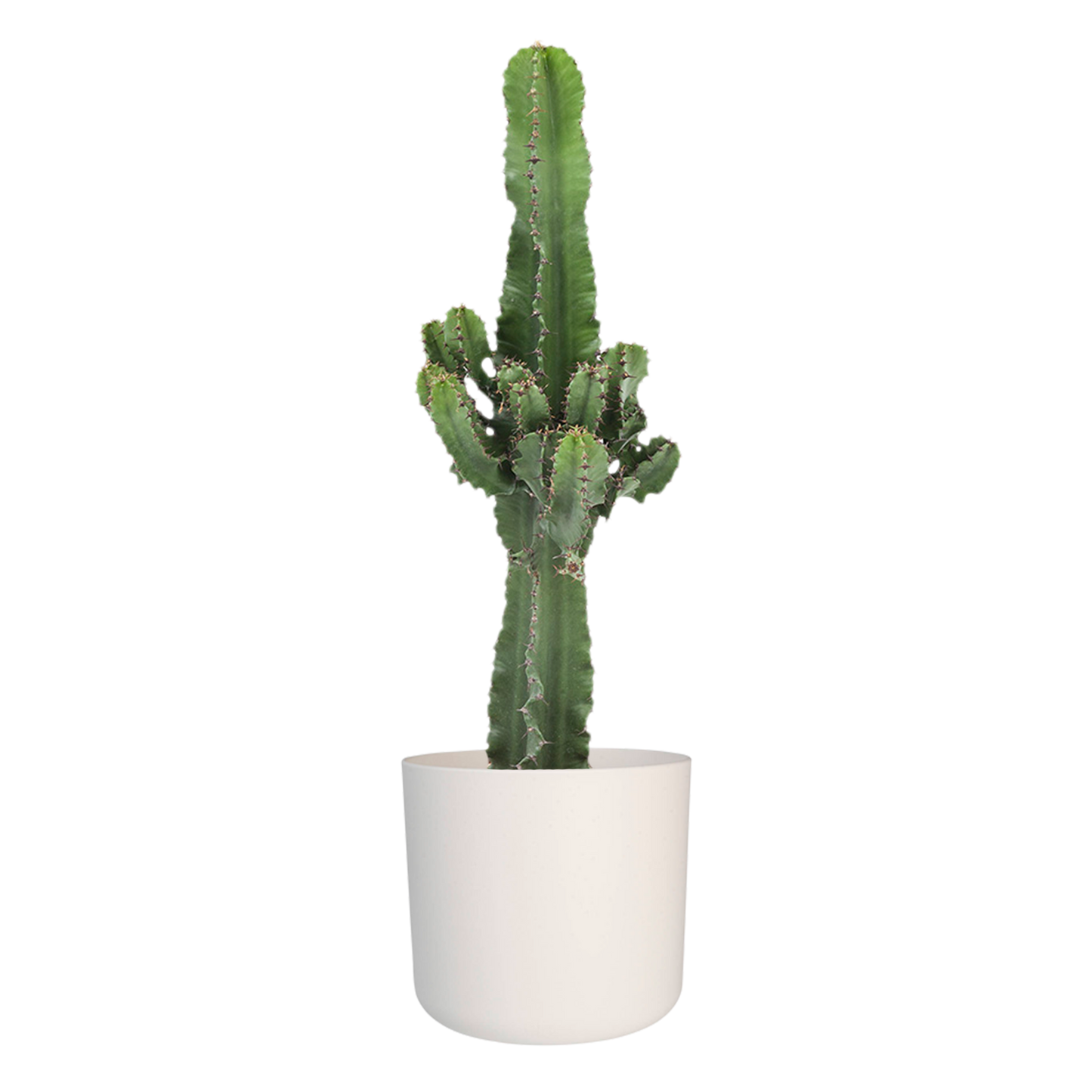 Euphorbia cactus in ® ELHO b.for soft sierpot