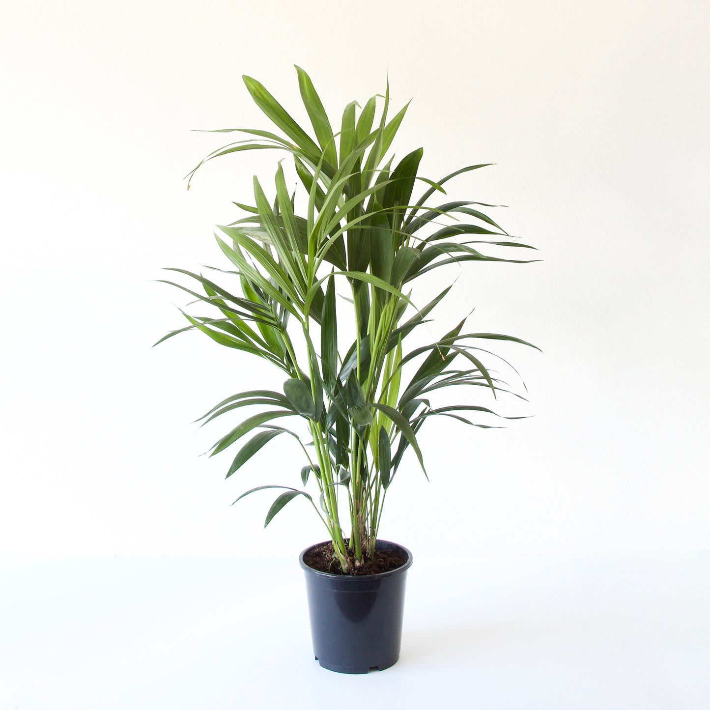 Kentia Palm