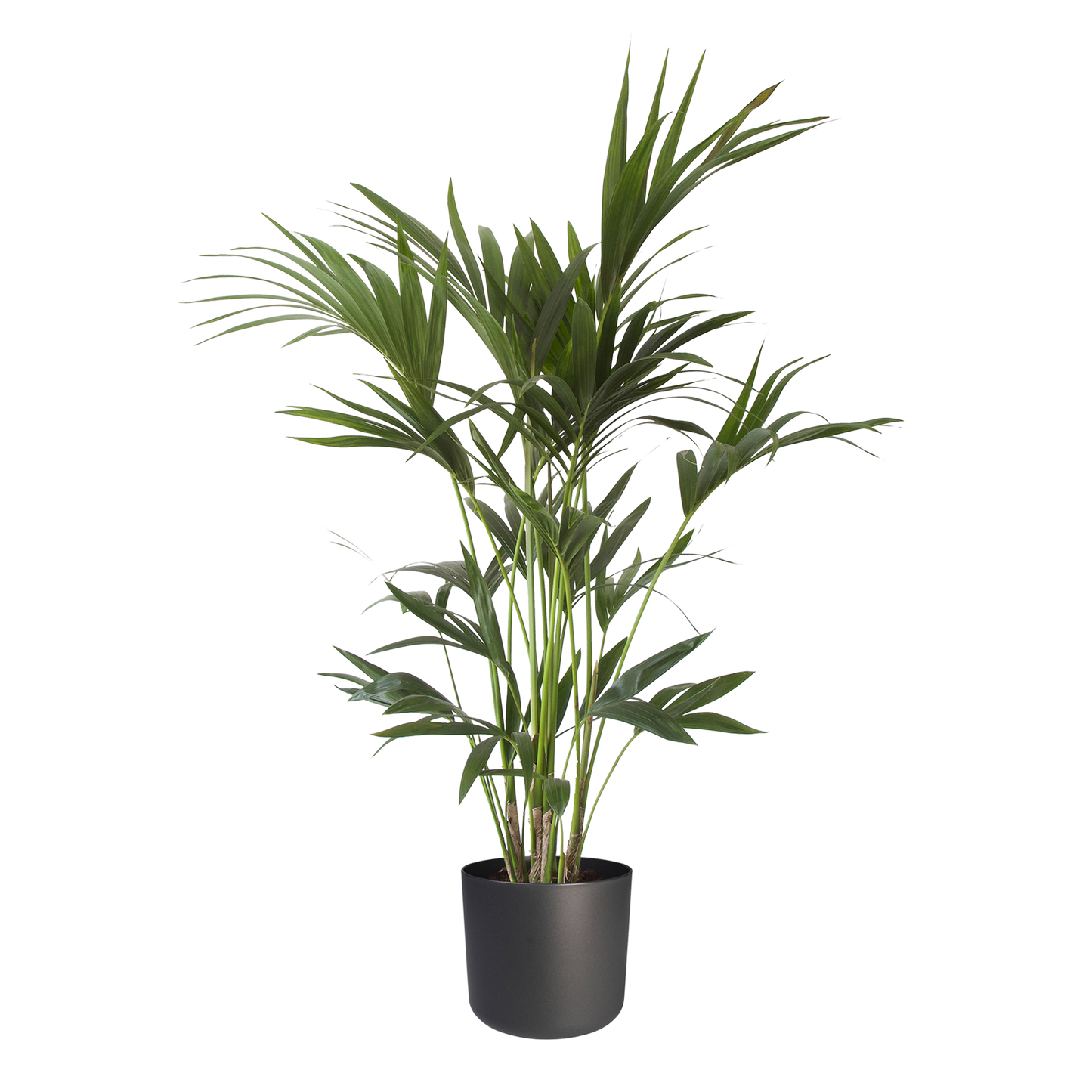 Kentia Palm in ® ELHO b.for soft sierpot