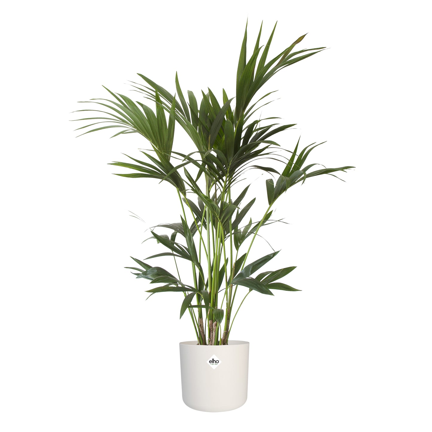 Kentia Palm in ® ELHO b.for soft sierpot