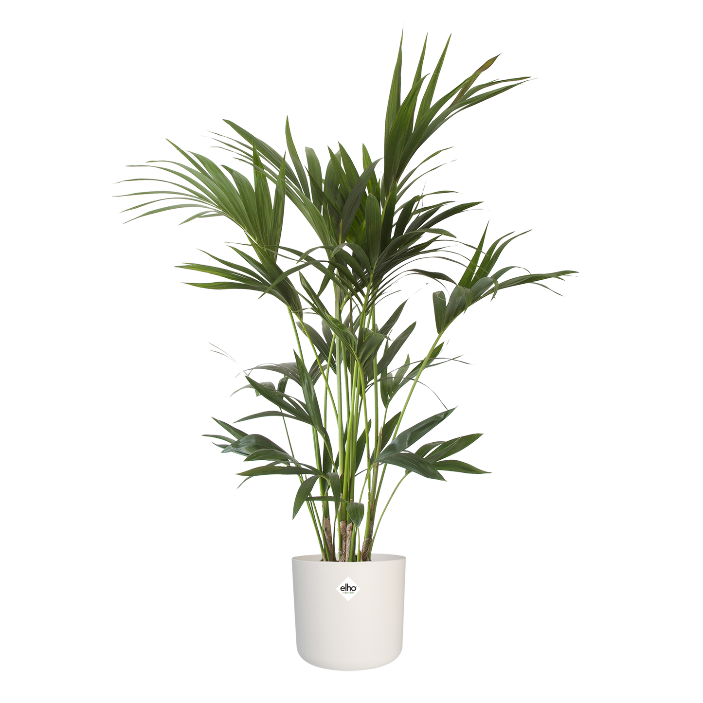 Kentia Palm in ® ELHO b.for soft sierpot
