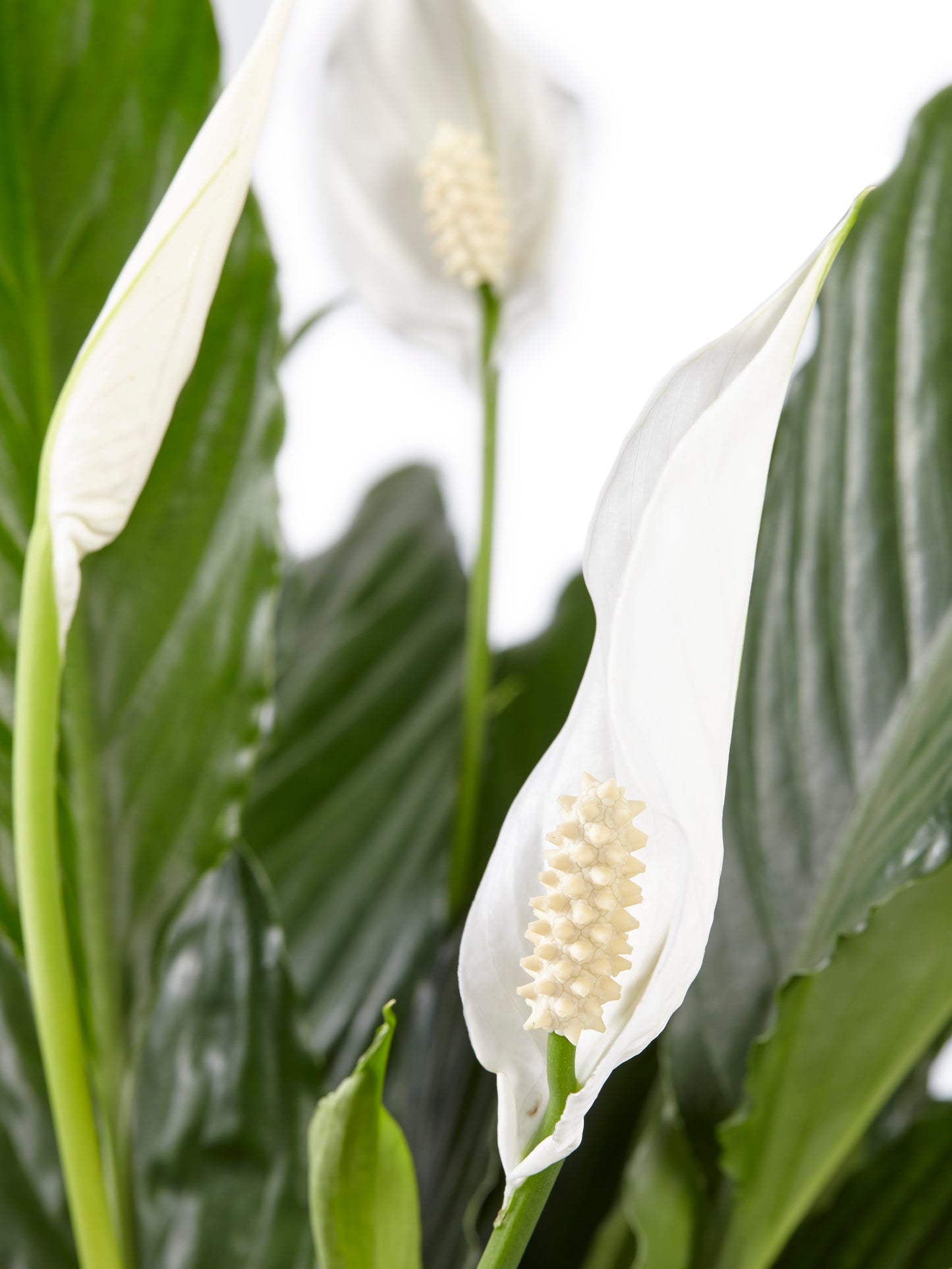 Lepelplant Spathiphyllum Vivaldi