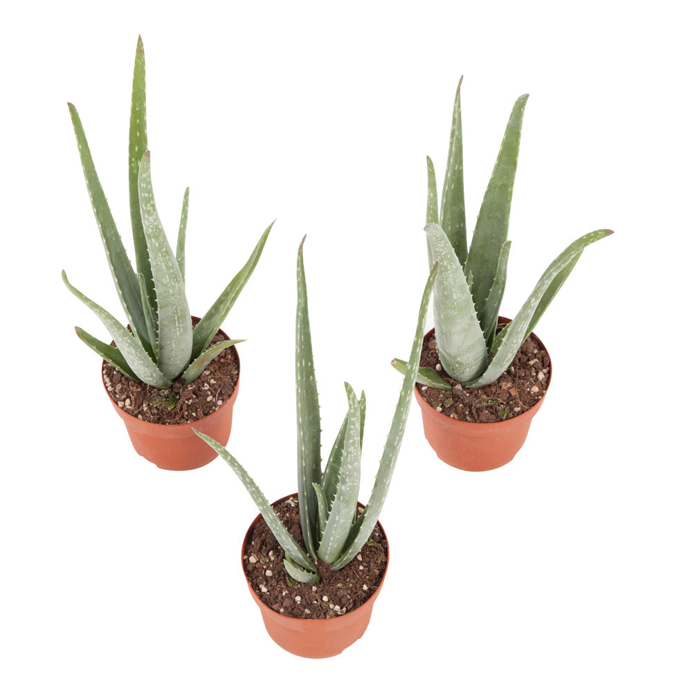 Aloë Vera
