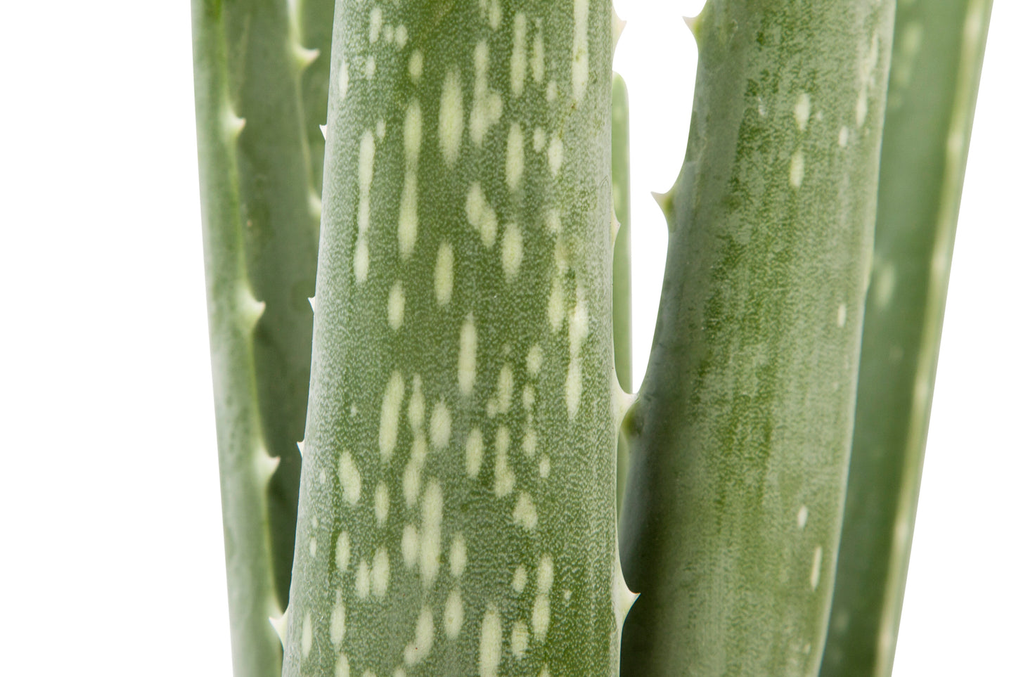 Aloë Vera