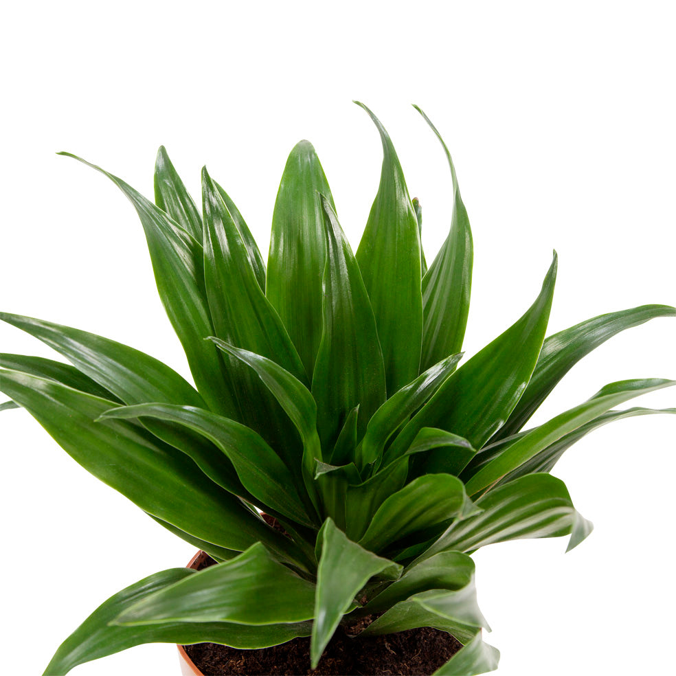 Dracaena 'Compacta'