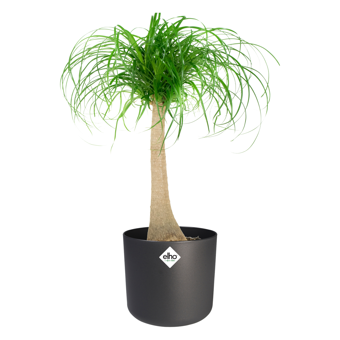 Olifantspoot in ® ELHO b.for soft sierpot