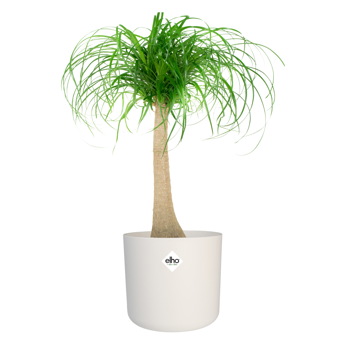Olifantspoot in ® ELHO b.for soft sierpot