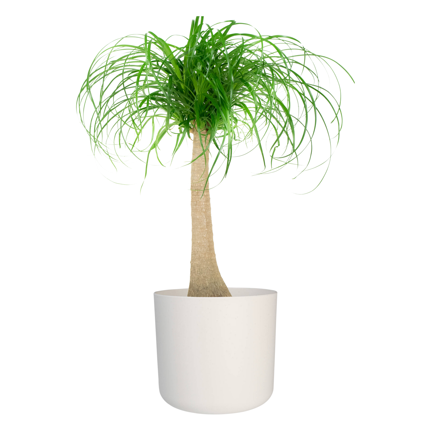 Olifantspoot in ® ELHO b.for soft sierpot