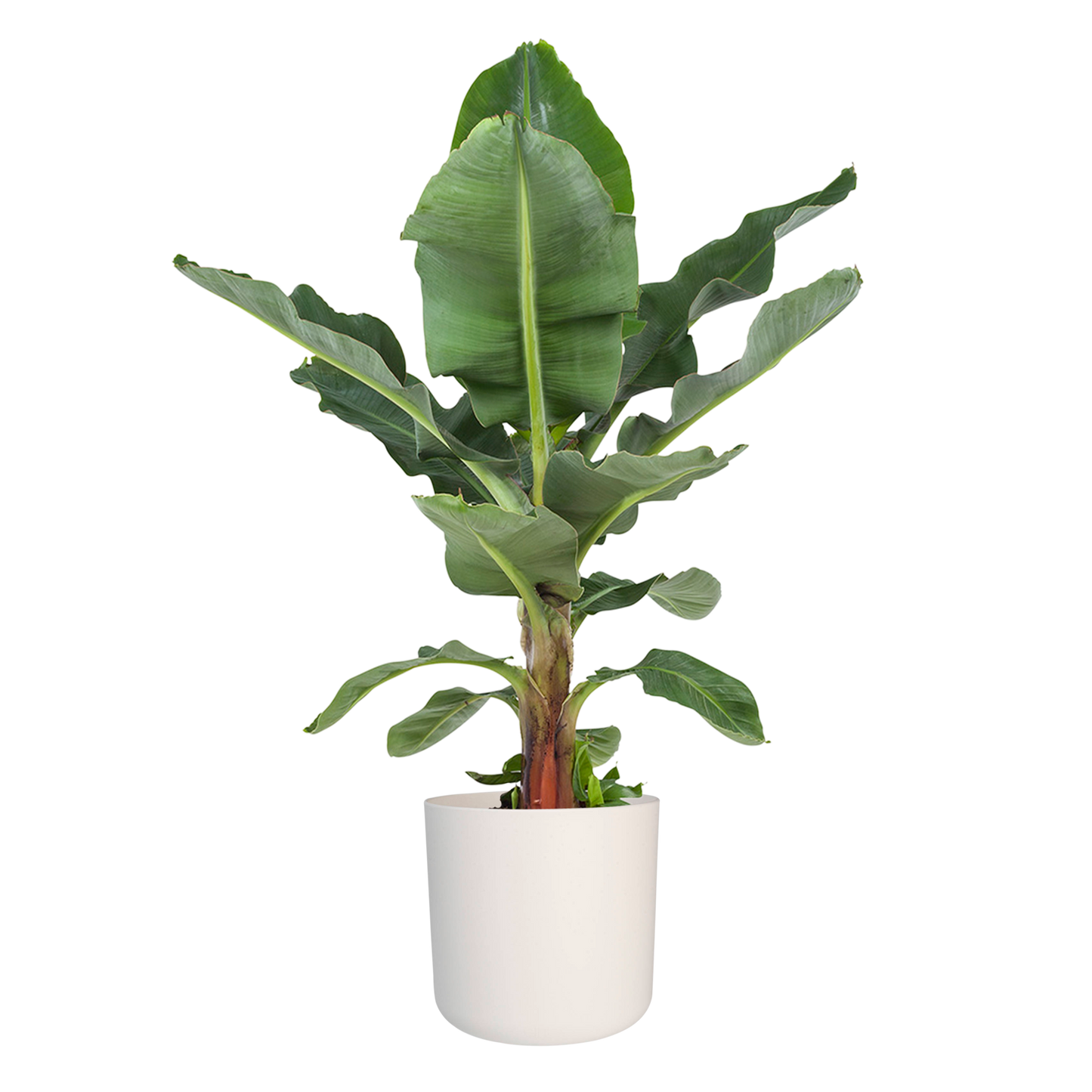Musa in ® ELHO b.for soft sierpot