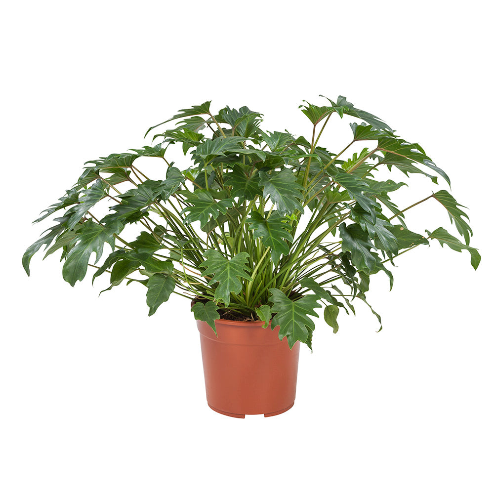Philodendron Xanadu