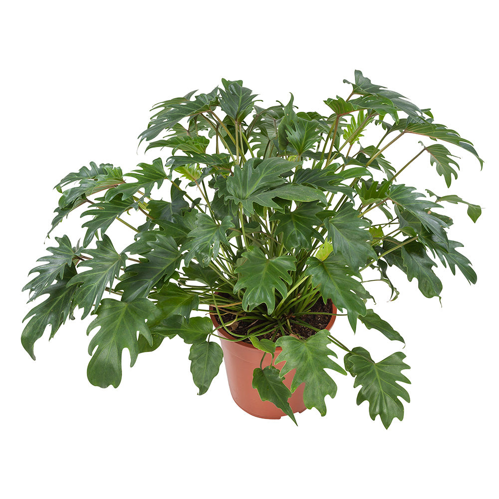 Philodendron Xanadu