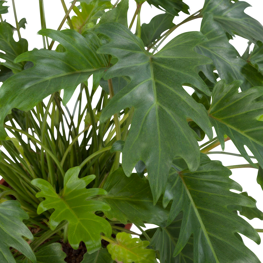 Philodendron Xanadu
