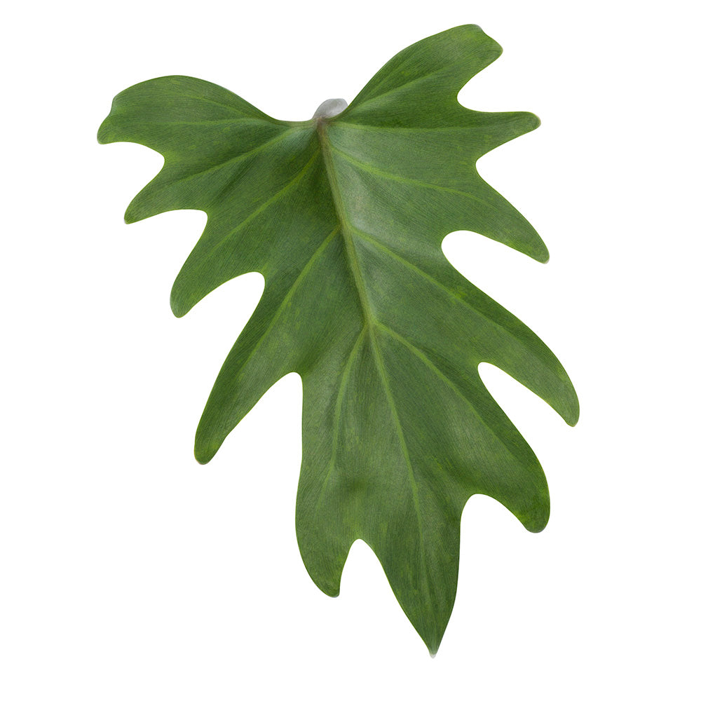 Philodendron Xanadu