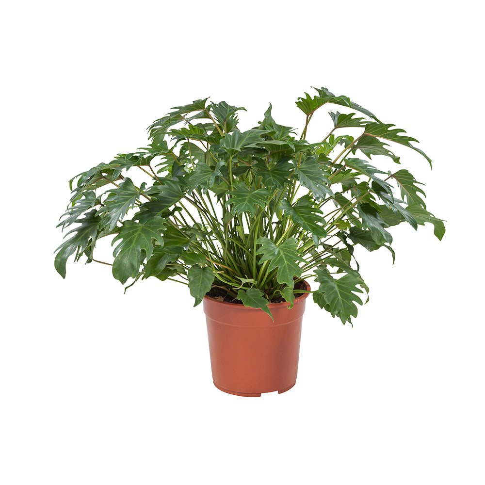 Philodendron Xanadu