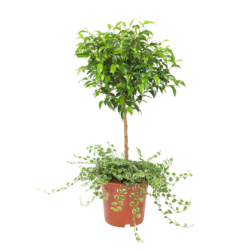 Ficus Pumila