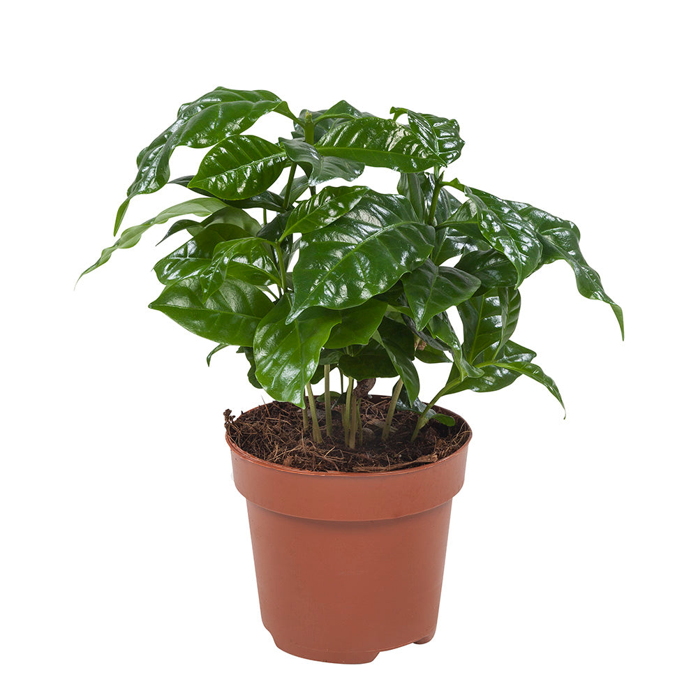 Coffea Arabica