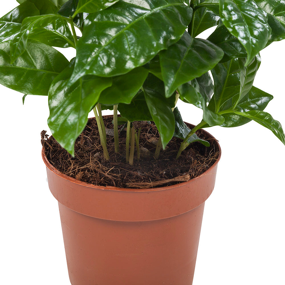 Coffea Arabica