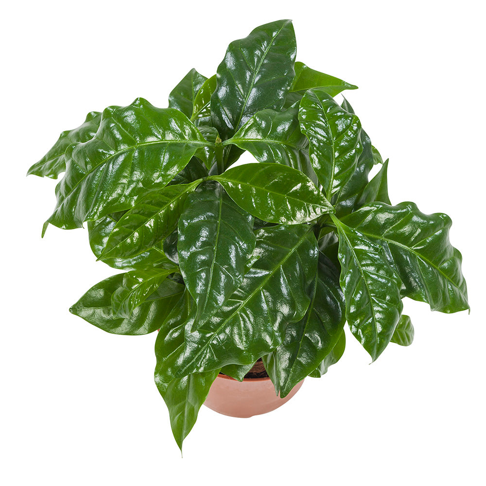 Coffea Arabica