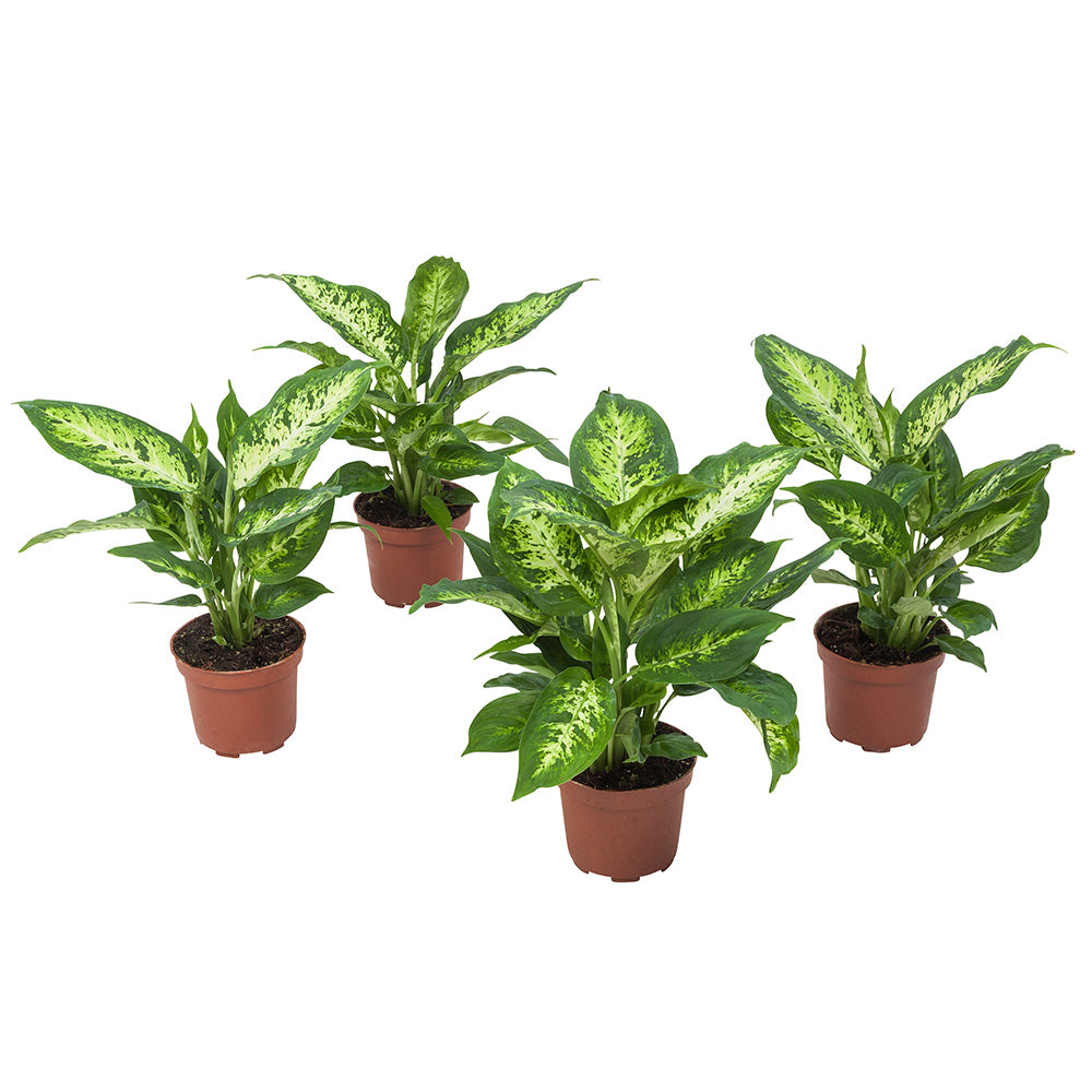 Dieffenbachia Compacta