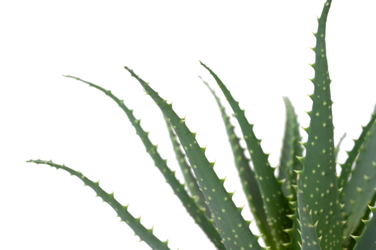 Aloë Arborescens