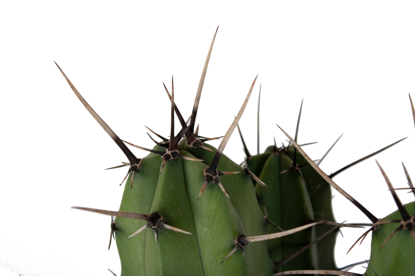 Myrtillocactus gemetrizans