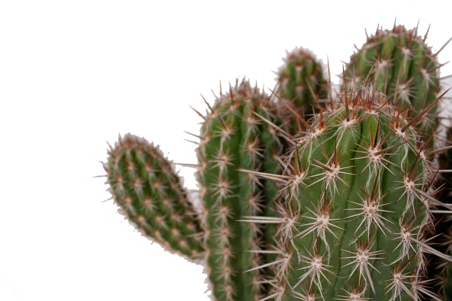 Pilosocereus gounelii