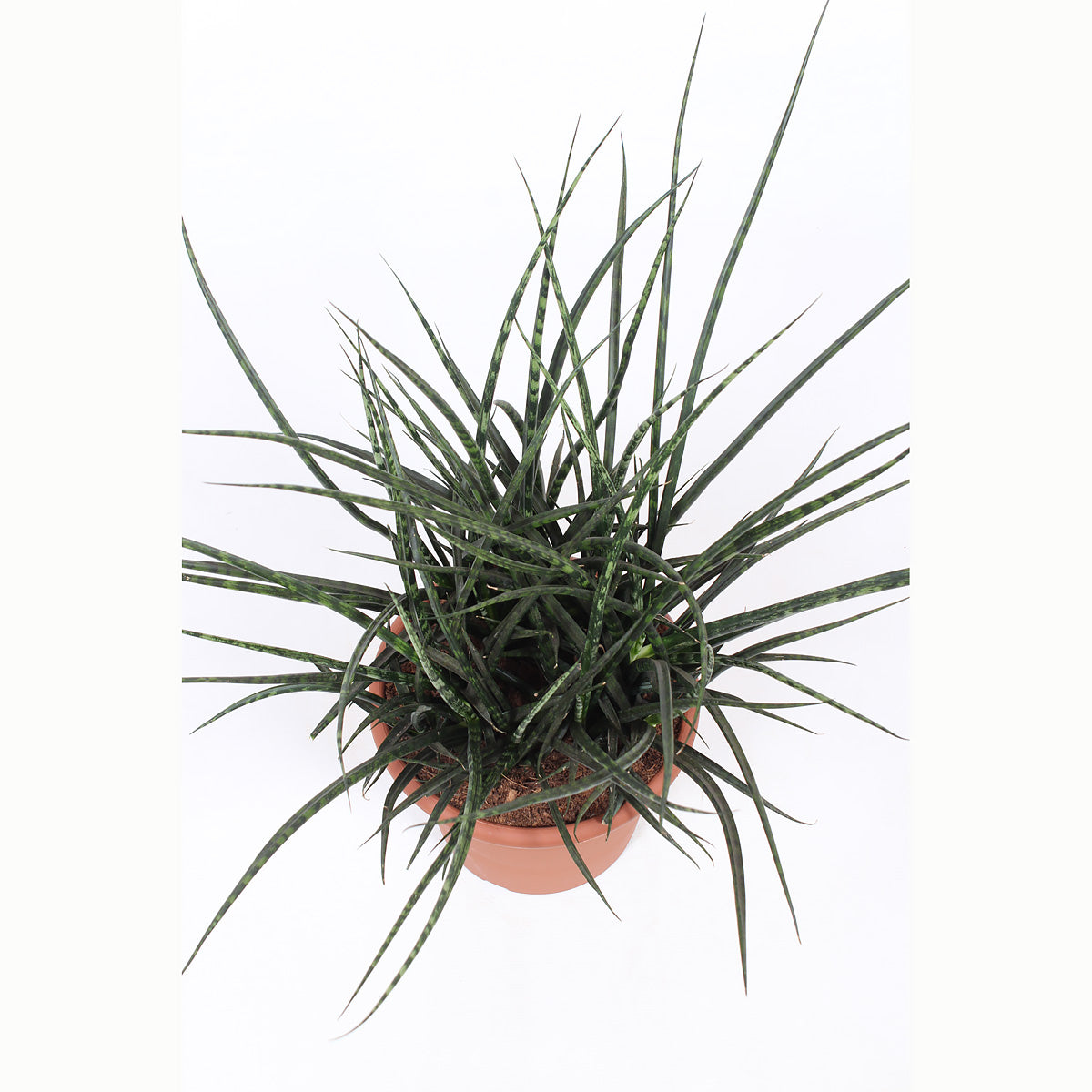 Sanseveria Fernwood Punk