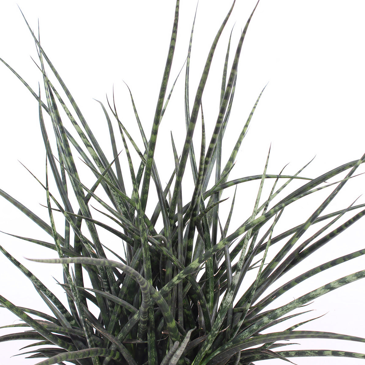 Sanseveria Fernwood Punk