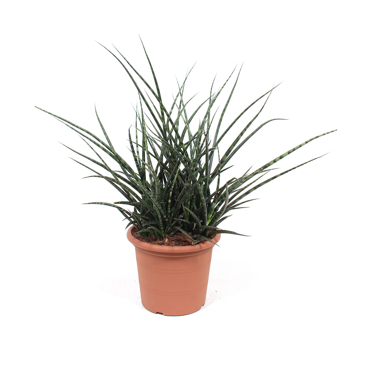 Sanseveria Fernwood Punk