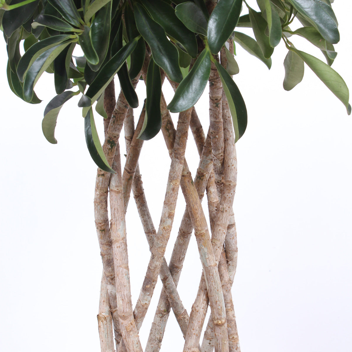 Schefflera Arboricola compacta