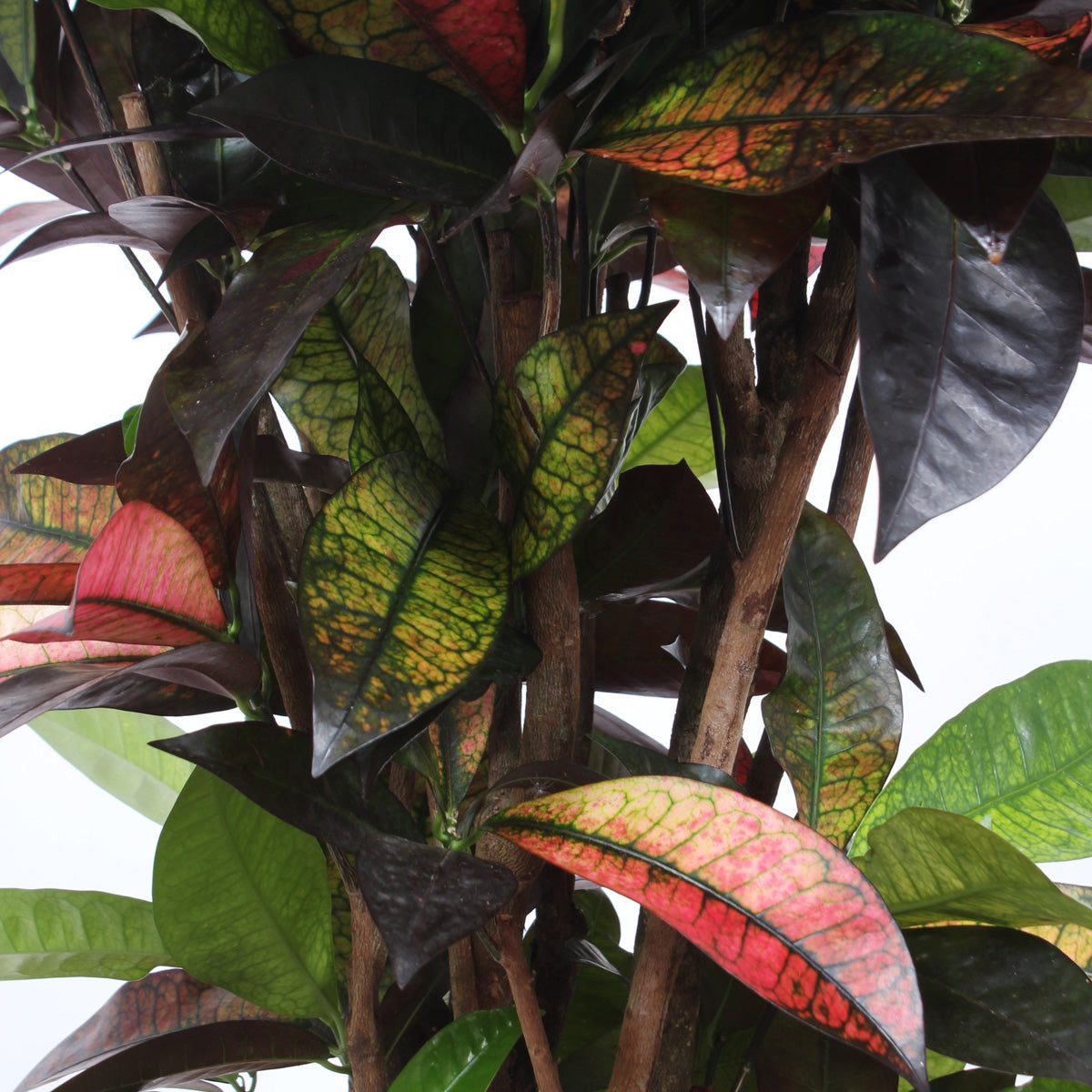 Croton 'Mrs Iceton'