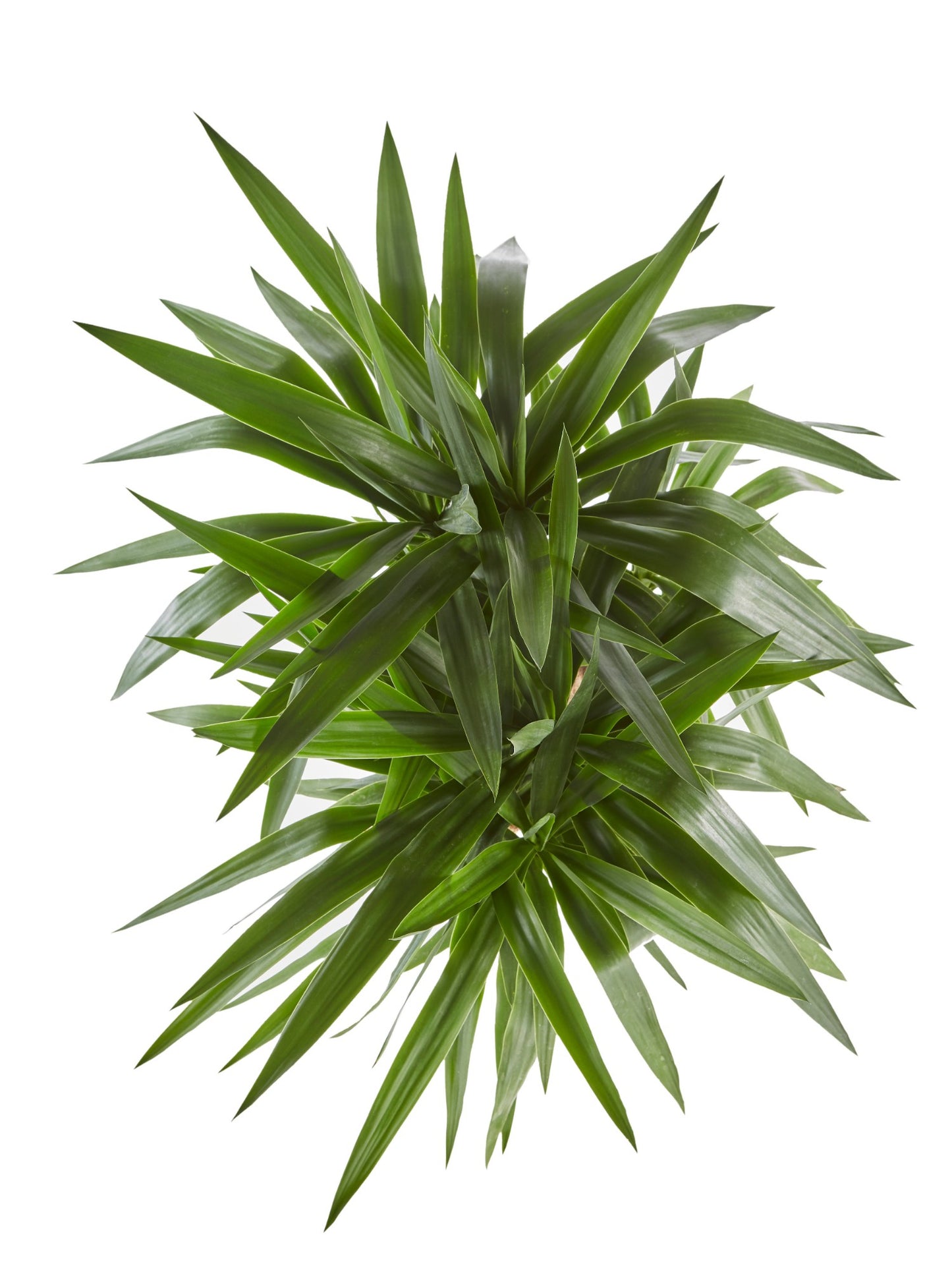 Yucca