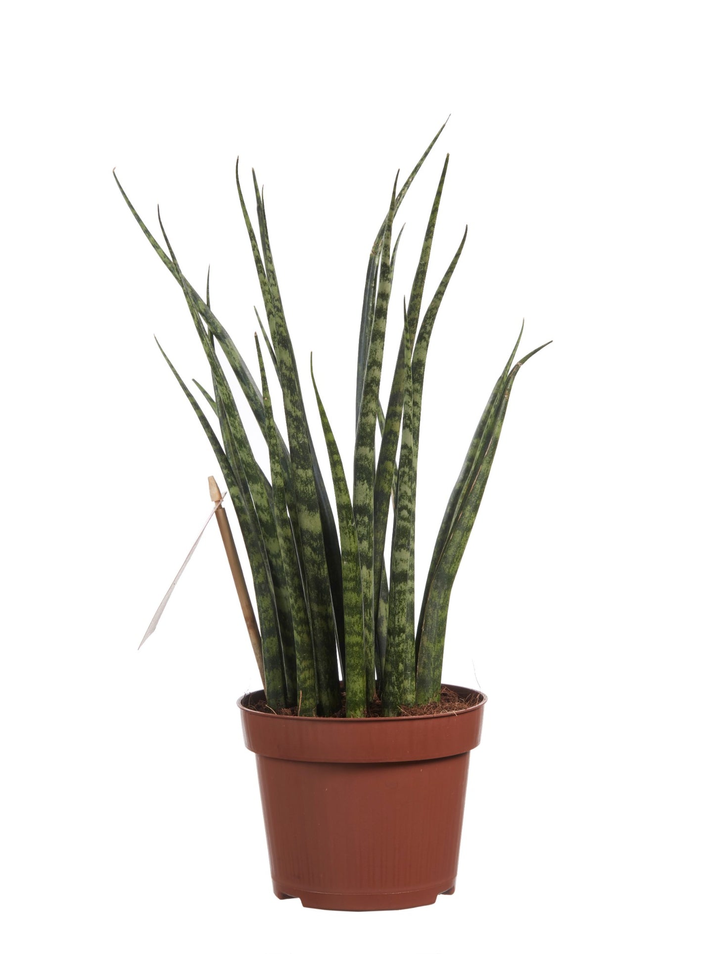 Sanseveria