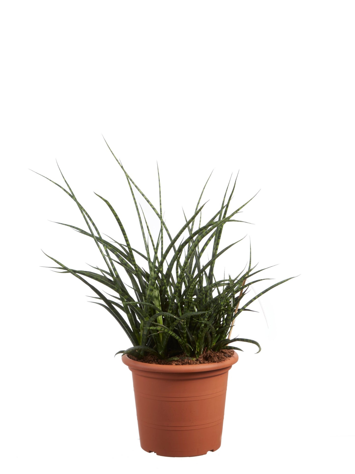 Sanseveria