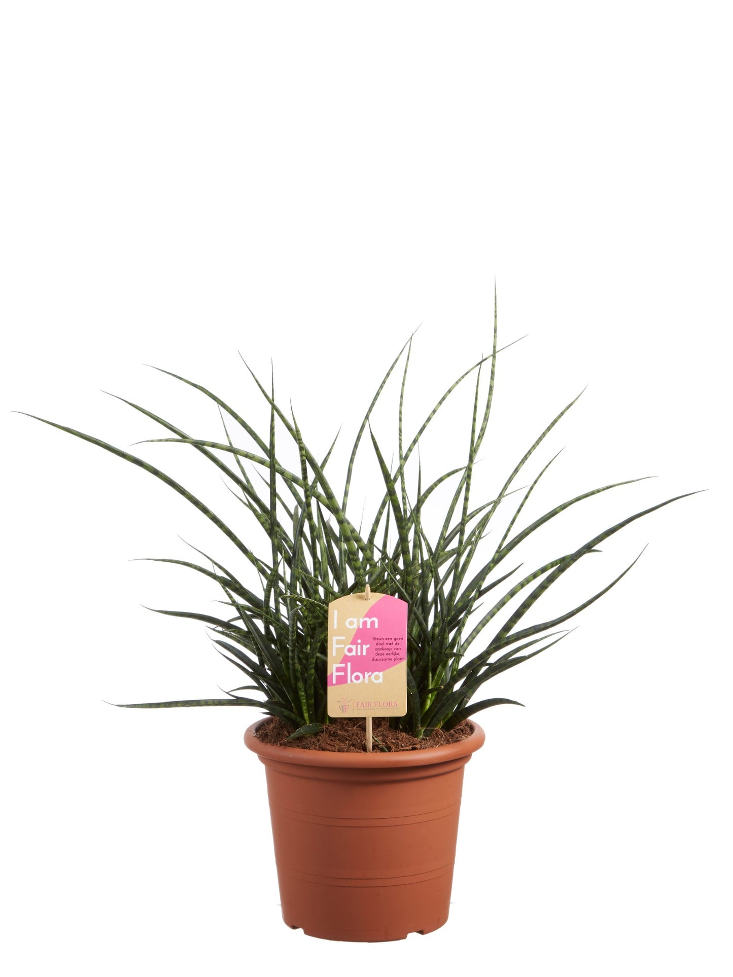 Sanseveria