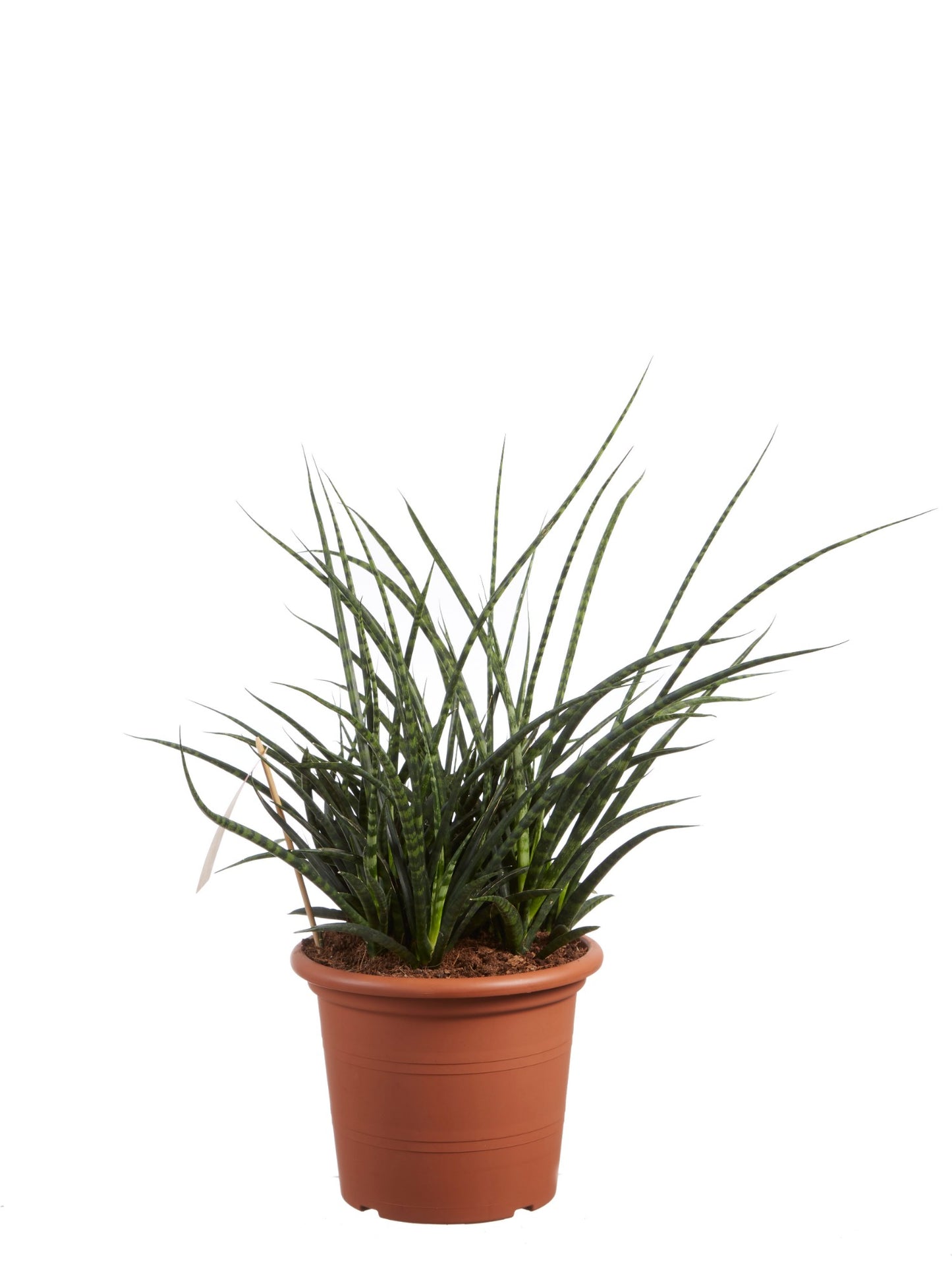 Sanseveria