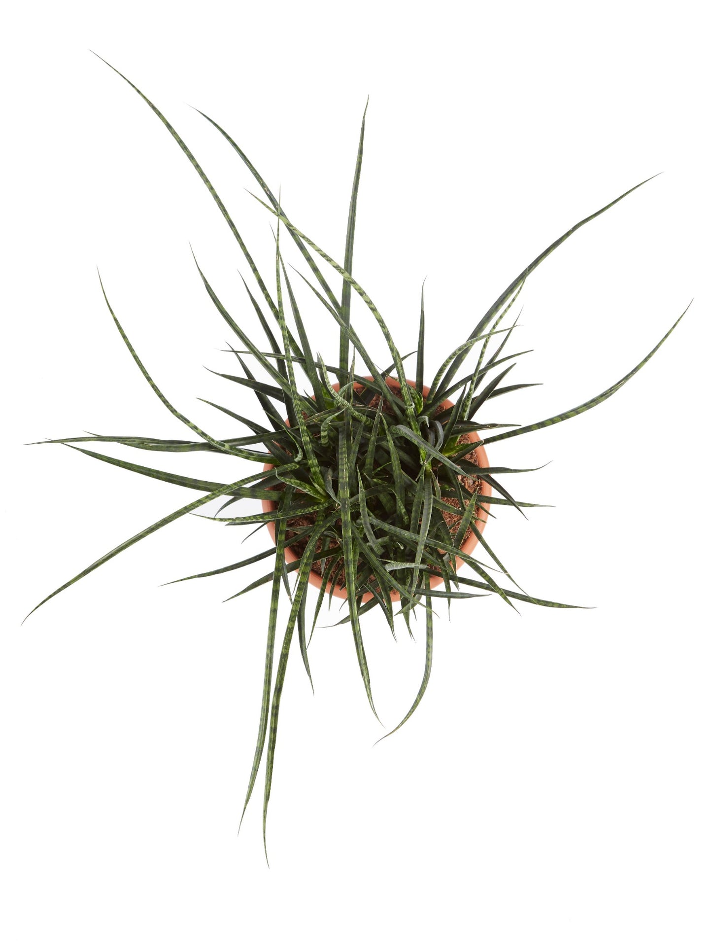 Sanseveria