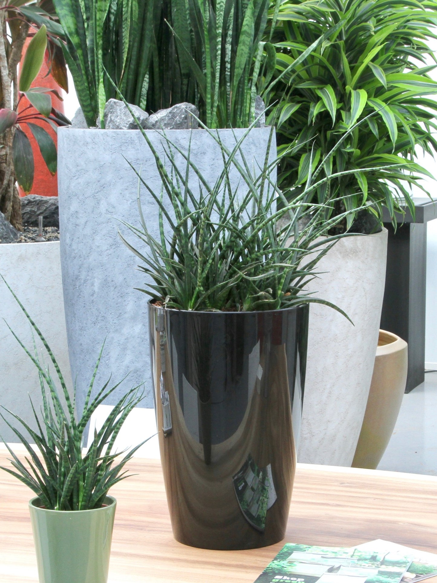 Sanseveria