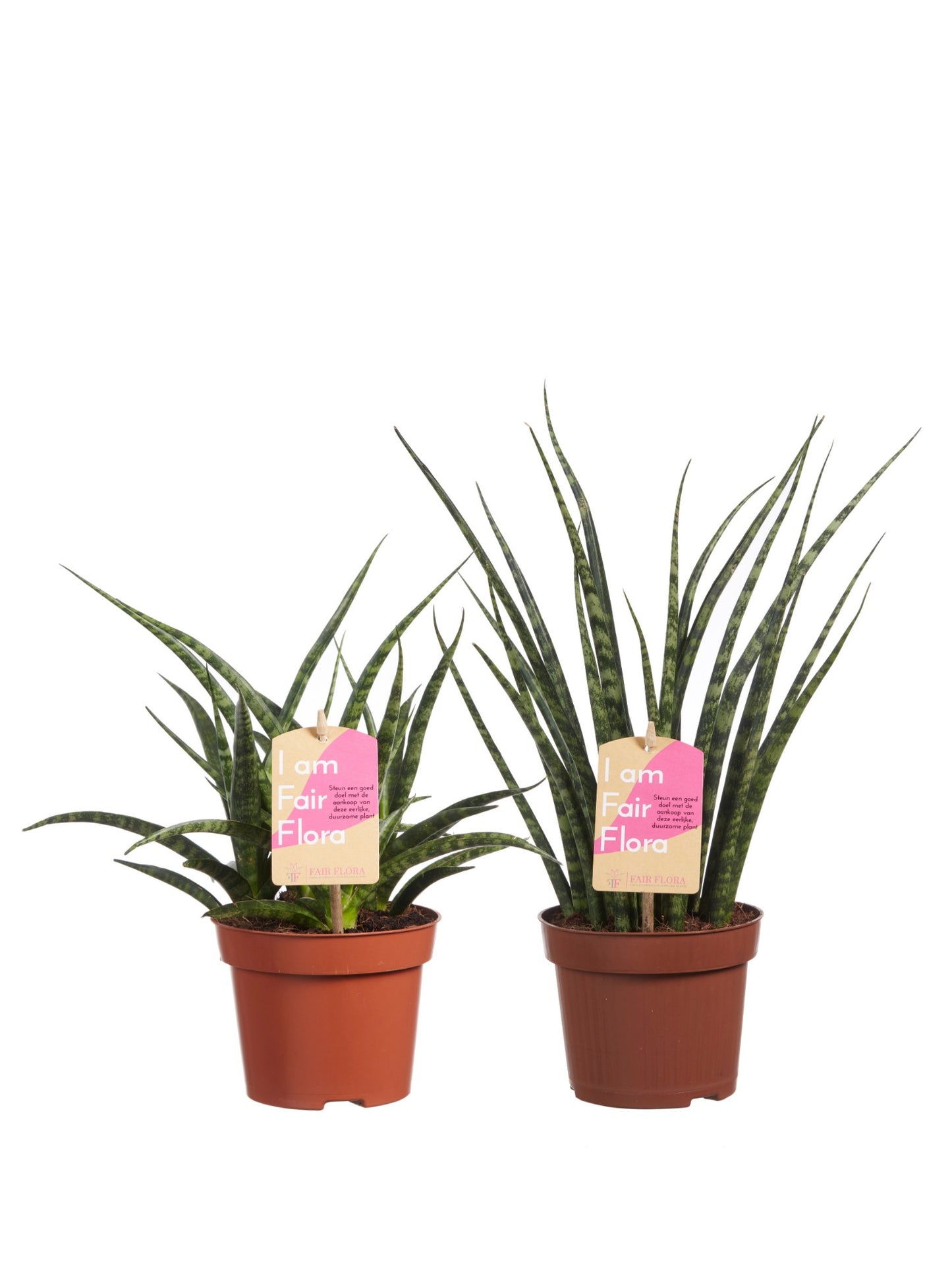 Sanseveria