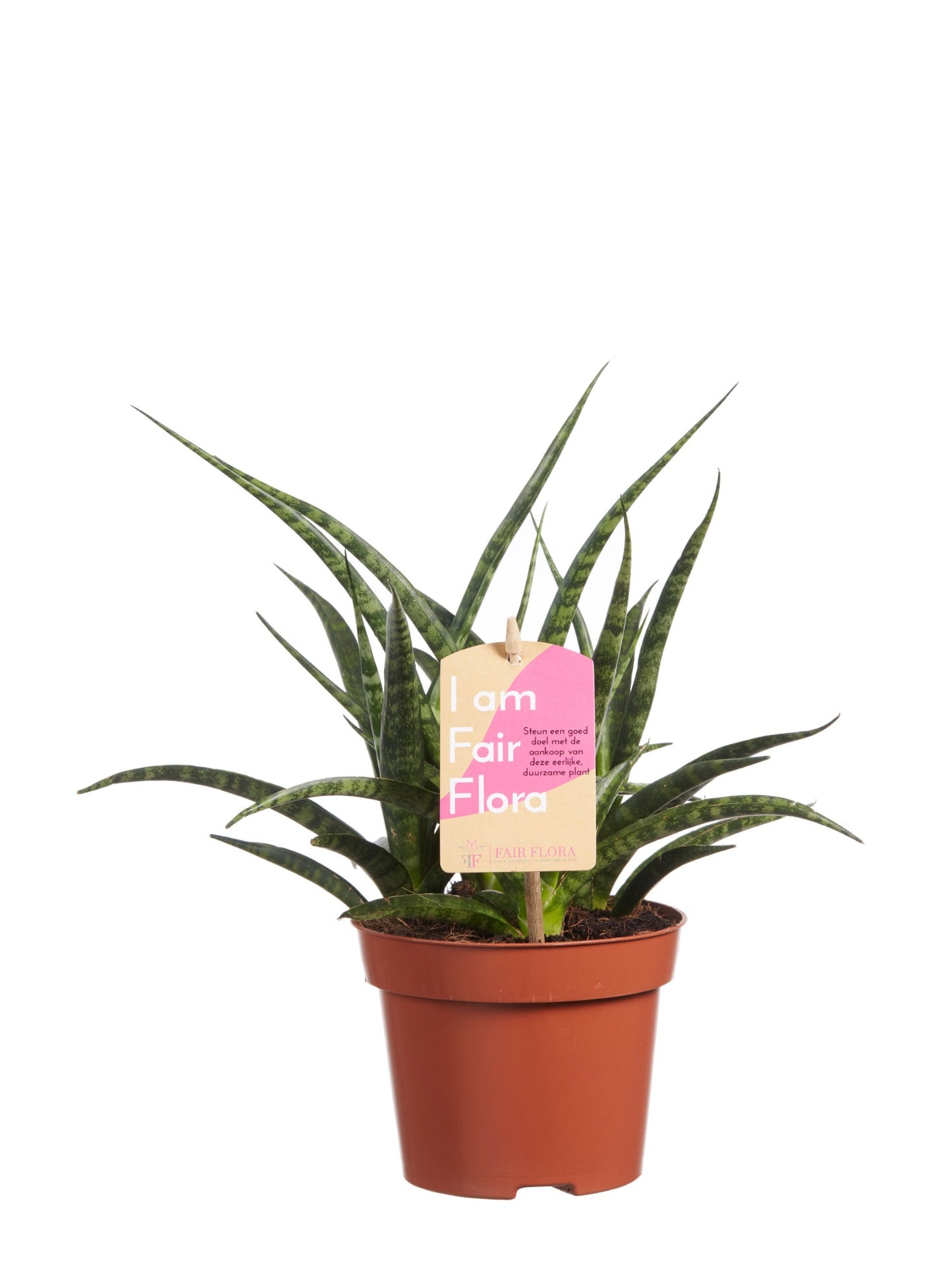 Sanseveria