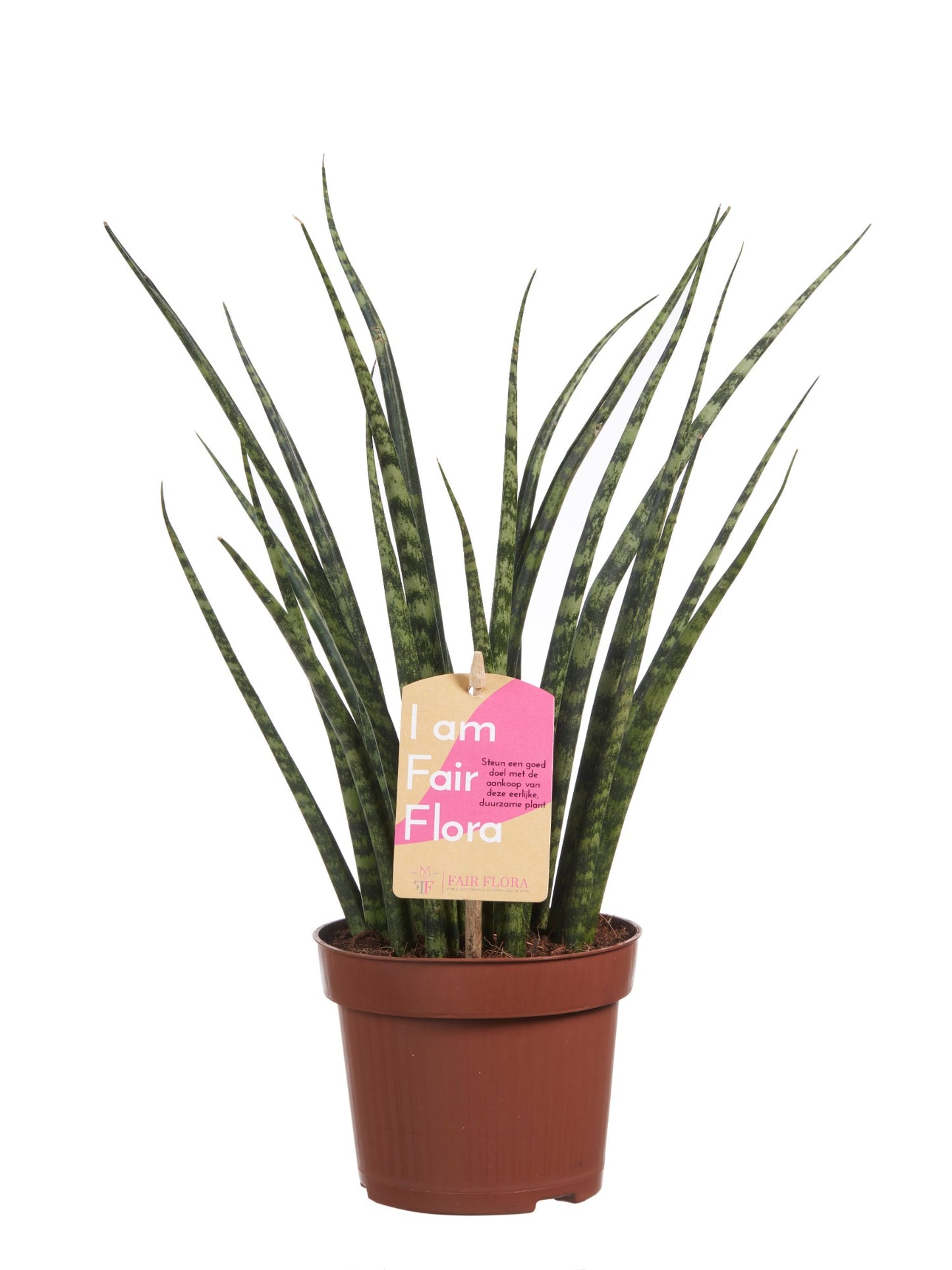 Sanseveria
