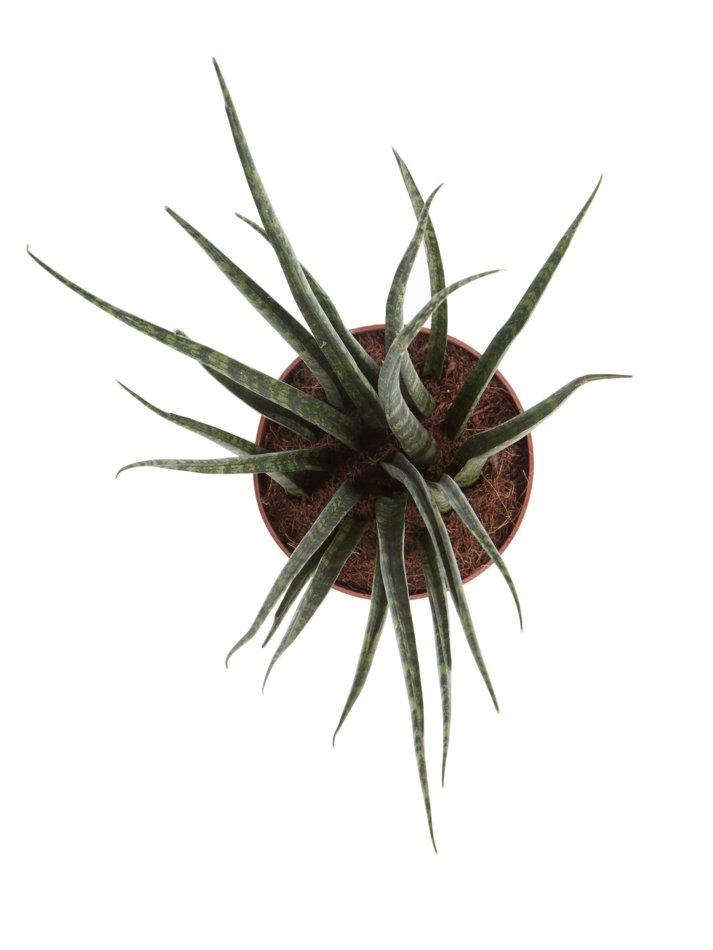 Sanseveria