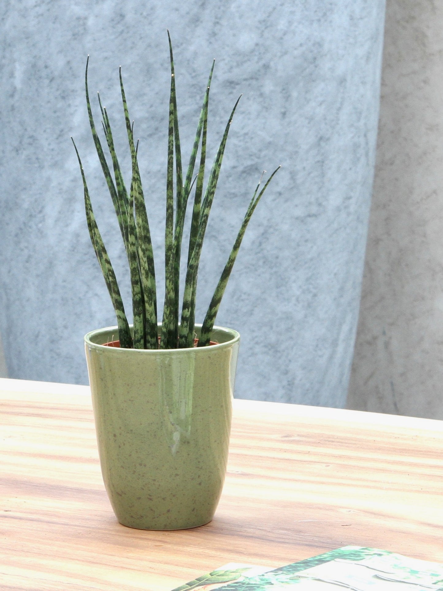 Sanseveria
