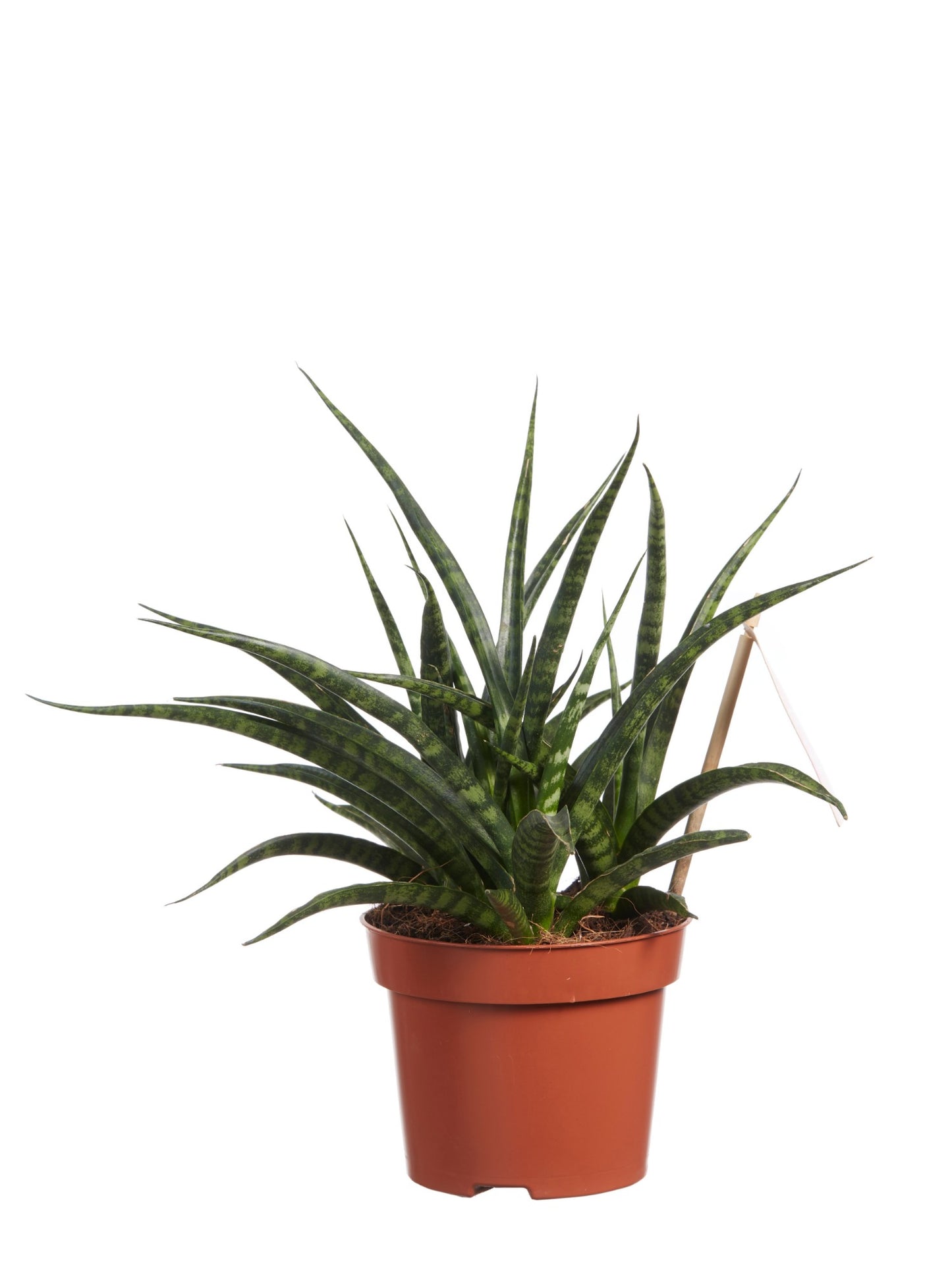 Sanseveria